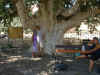 Next to ancient tree of Agia Napa